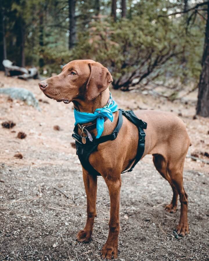 Hund hundsele produkt husdjur